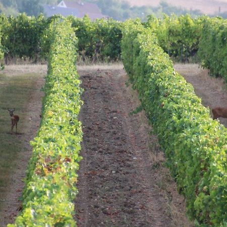 Ferienwohnung Im Schoenen Zellertal Wachenheim an der Weinstraße Εξωτερικό φωτογραφία